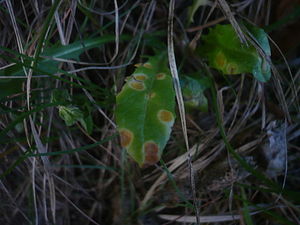 Puccinia variabilis