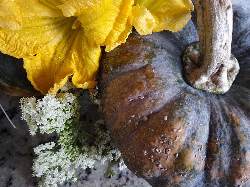 File:2016 ayote squash with flowers.jpg