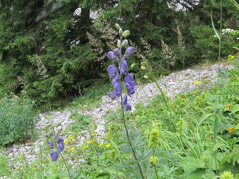 File:2017-07-22 (21) Aconitum variegatum (manchurian monkshood) at Dürrenstein (Ybbstaler Alpen).jpg