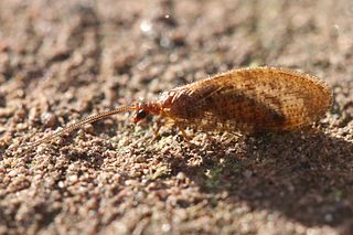 <i>Hemerobius stigma</i> Species of lacewing