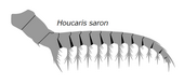 Houcaris saron 20191221 Radiodonta frontal appendage Houcaris saron.png