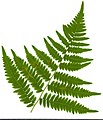 * Nomination Pteridium aquilinum. Leaf abaxial side. --Knopik-som 04:57, 26 August 2021 (UTC) * Promotion  Support Good quality. --Tournasol7 05:50, 26 August 2021 (UTC)