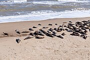 Seals at Horsey Dunes in Norfolk, United Kingdom.