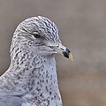 * Nomination Ring-billed gull, Wethersfield Cove, Wethersfield, CT USA --Pdanese 12:46, 8 December 2023 (UTC)  Support Good quality. --Plozessor 10:59, 9 December 2023 (UTC) * Promotion {{{2}}}