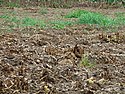 A European hare sits between the potato rows in a potato field