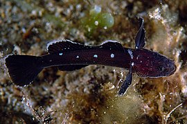 un Didogobius schlieweni en Toscane (Italie)