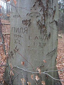 Names of Red Army soldiers carved into a tree in a forest near Jena. The names include Sasha, Pilya and Kebya and date from 1954 to 1987. 2 Autografen sowjetischer Soldaten.JPG