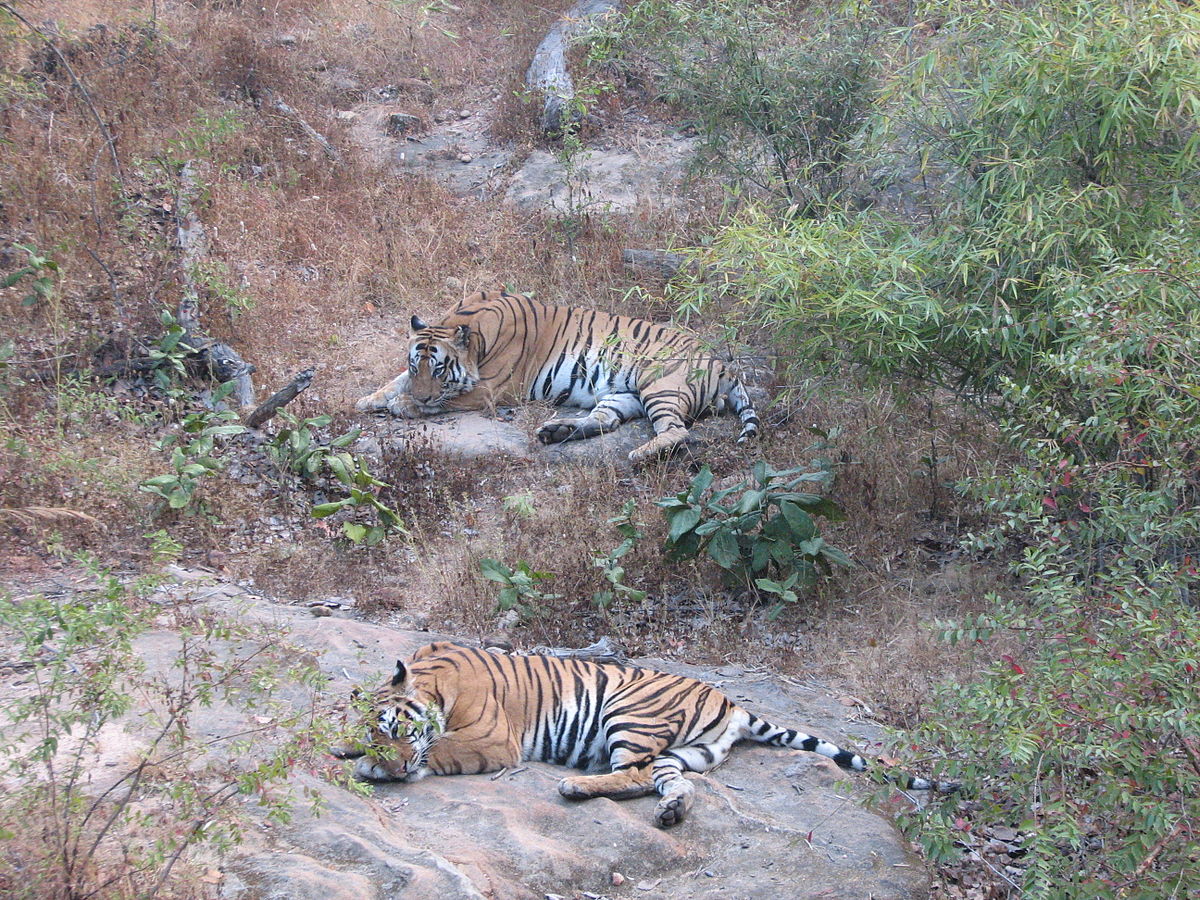 1200px 2_Tigers_Bandhavgarh_National_Park_Madhya_Pradesh_India