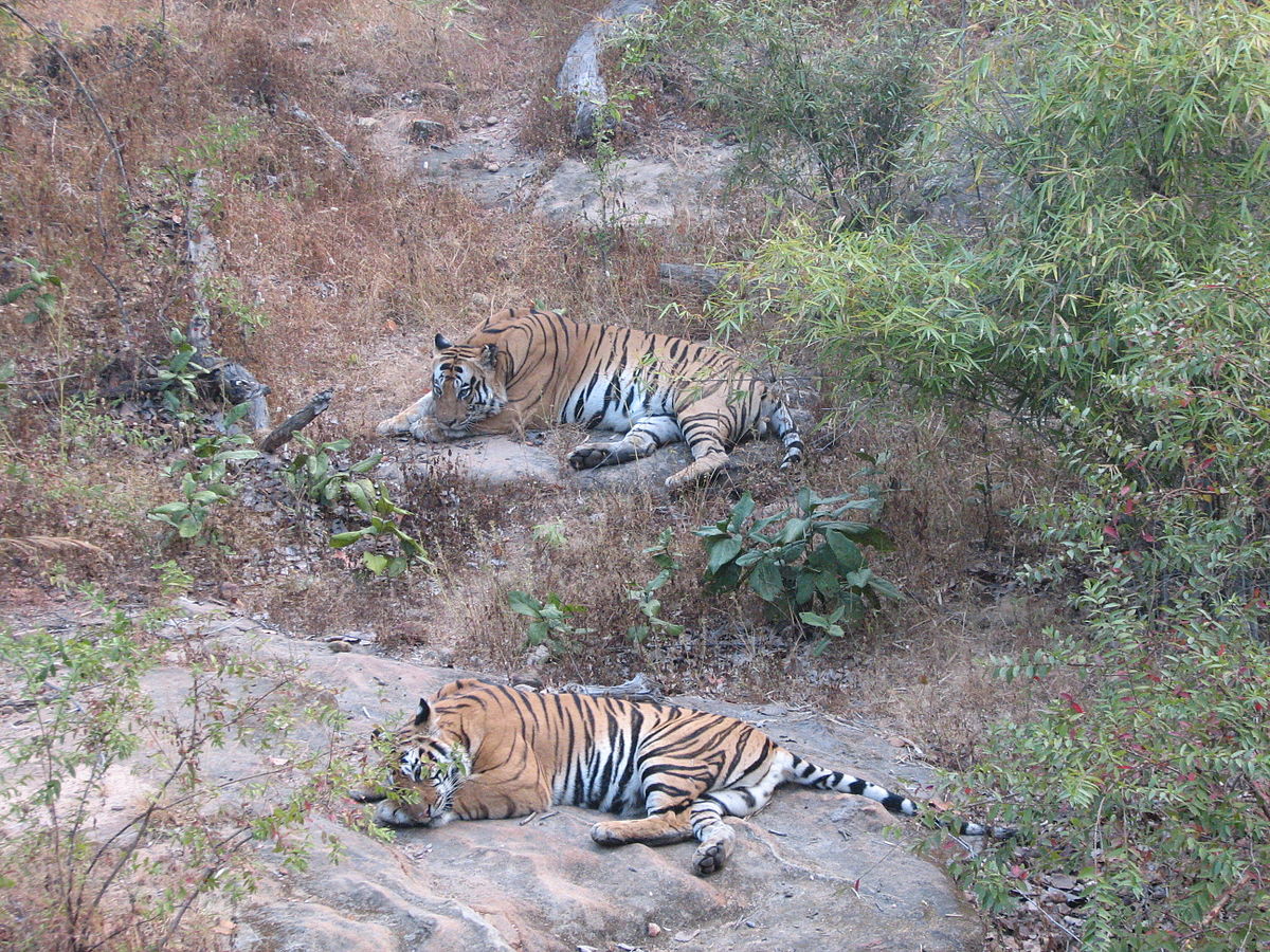 All about White Tigers in India - Bandhavgarh National Park