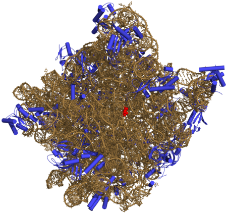 Tập tin:50S-subunit of the ribosome 3CC2.png