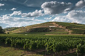 Illustrasjonsbilde av artikkelen Clos Saint Landelin