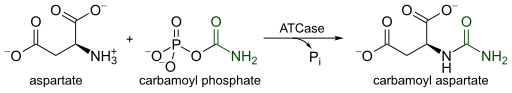 File:ATCase reaction.svg