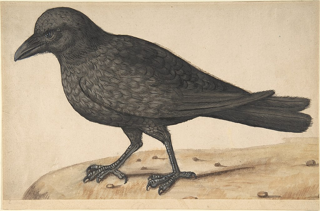 File:Collared crow.png - Wikipedia