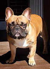 how many french bulldogs are left in the world?