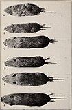 Biological survey example (different species) A biological survey of North Dakota (1926) (20194130939).jpg