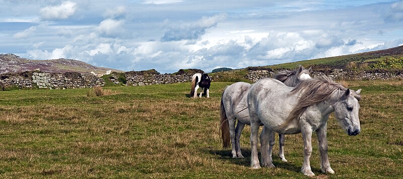 File:A walk on Bodmin Moor, Cornwall (3), 30 Sept. 2010 - Flickr - PhillipC.jpg