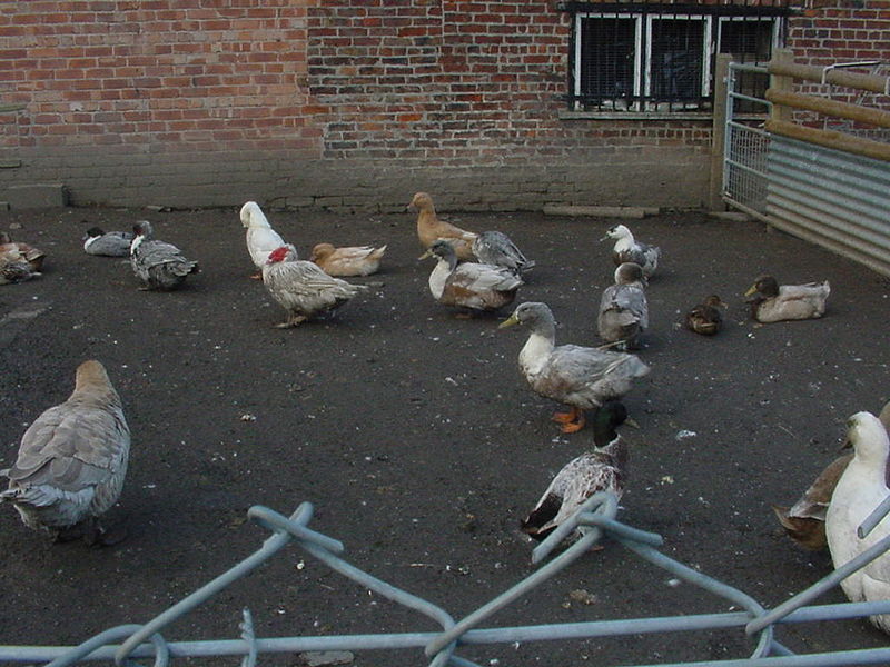 File:Aa ducks & geese 003.jpg