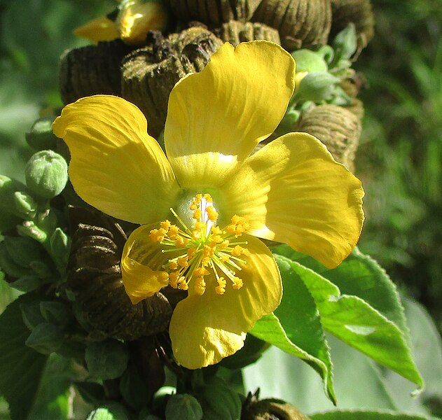 File:Abutilon angulatum 194206582.jpg