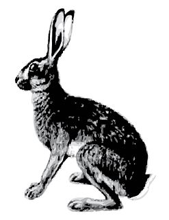 Abyssinian hare Species of mammal