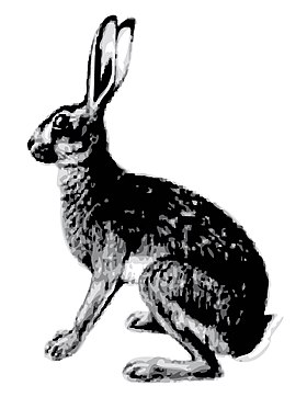 Abyssinian Hare.jpg