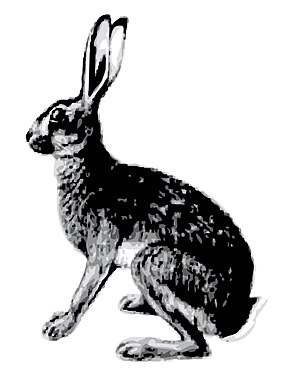 Abyssinian Hare.jpg resminin açıklaması.