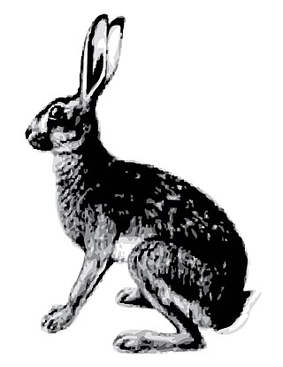 <span class="mw-page-title-main">Abyssinian hare</span> Species of mammal