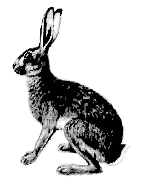 Tập_tin:Abyssinian_Hare.jpg