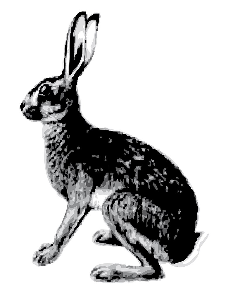 The average adult weight of a Abyssinian hare is 2.02 kg (4.44 lbs)