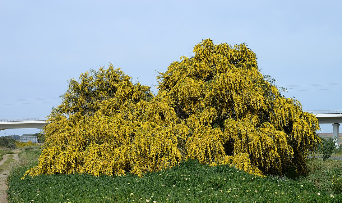 Acacia saligna