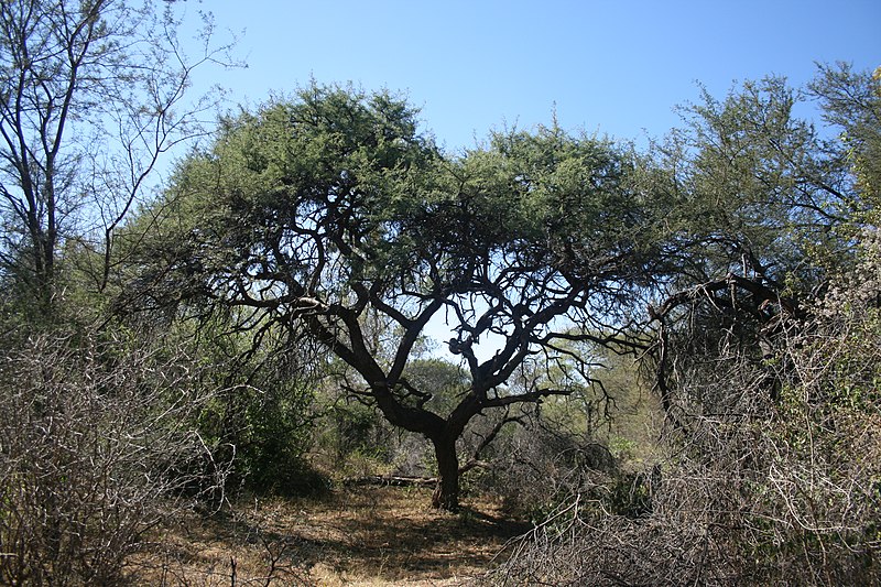 File:Acacia erioloba, habitus, Skrikfontein, a.jpg