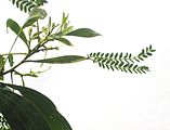 Acacia koa showing both phyllodes and bipinnate foliage