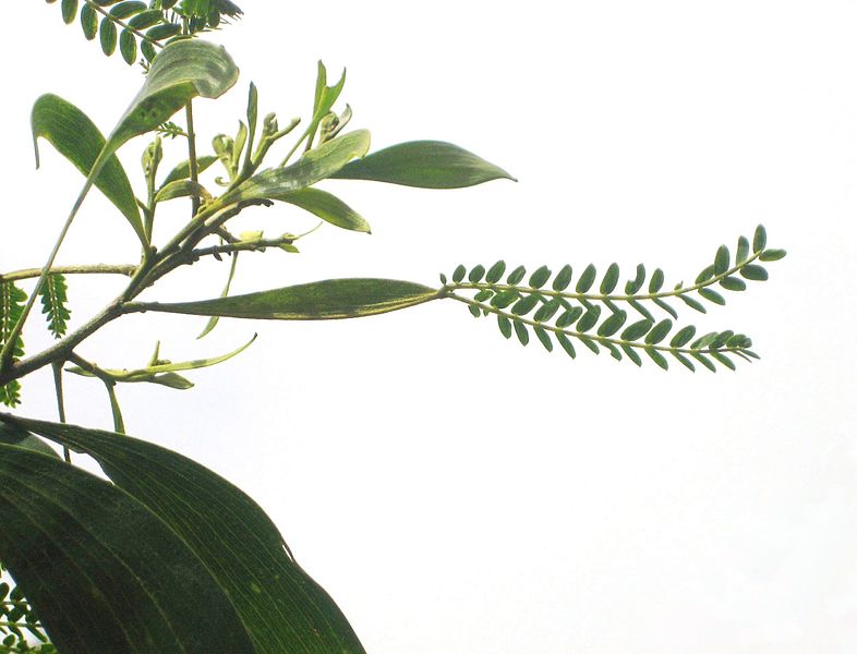 Fil:Acacia koa with phyllode between the branch and the compound leaves.JPG