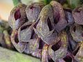 Acianthera punctatiflora flowers