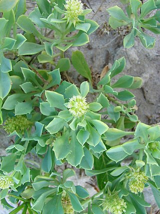 <i>Acicarpha</i> Genus of Calyceraceae plants