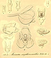 Acineta erythroxantha plate 70, fig. I, II and 1-9 in: H. G. Reichenbach: Xenia orchidacea - vol. 1 (1858) (Detail)