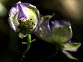 Aconitum degenii PID1475-4.jpg