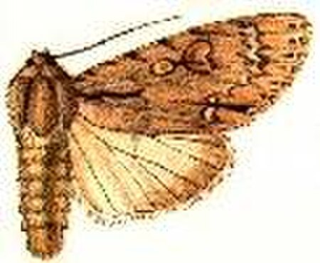 Acronicta_iria