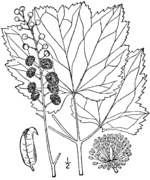 Actaea rubifolia drawing.png