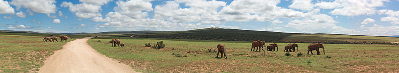 File:Addo Elefants Panorama.jpg