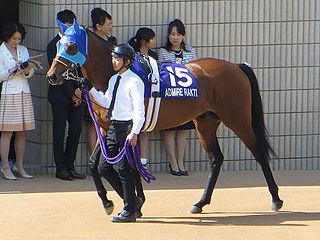 <span class="mw-page-title-main">Admire Rakti</span> Japanese-bred Thoroughbred racehorse