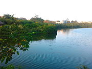 The water quality has improved since the creation of the eco-park Adyar Poonga's waterbody as seen from Karpagam Bridge, MRC Nagar5.jpg