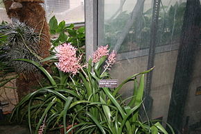 Descrierea imaginii Aechmea_purpureorosea.jpg.