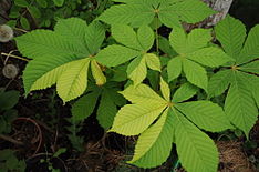 Feuilles de marronnier (Aesculus-hippocastanum-sectorial-chimera)