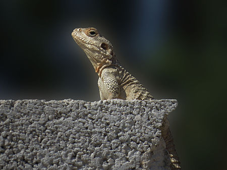 Agama IMG 9174.jpg