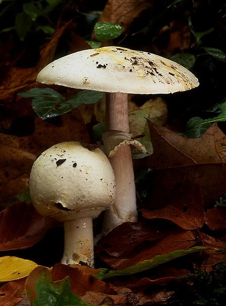 Agaricus silvicola father and son.jpg