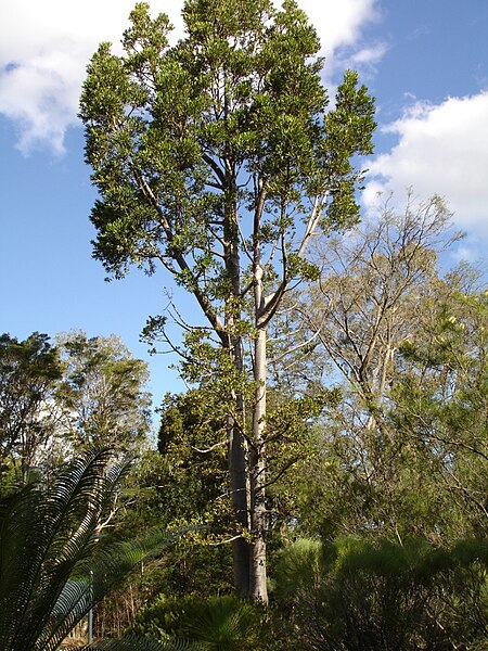 File:Agathis robusta.jpg