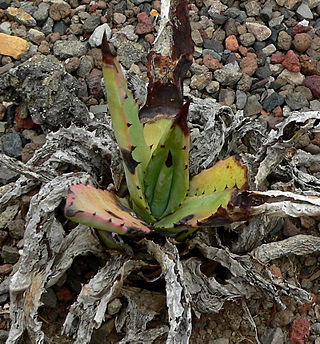 <i>Agave mckelveyana</i> Species of flowering plant