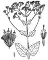 Ageratina aromatica aromatica