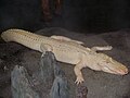 Albino American Alligator