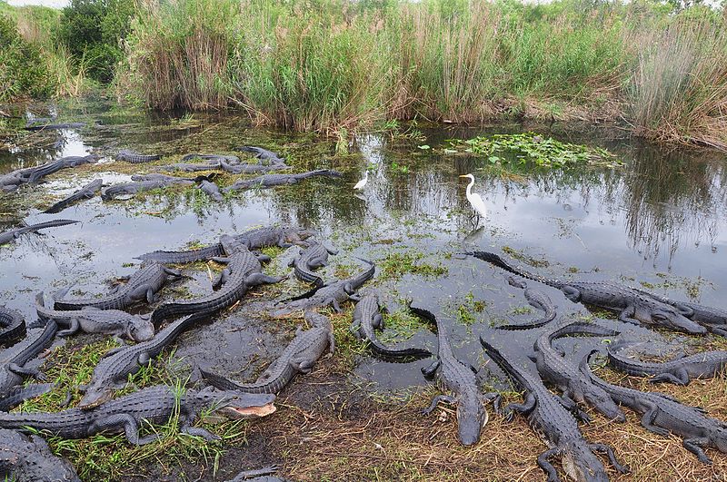 File:Alligators in Everglades (8503691962).jpg